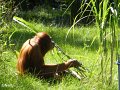 05 - Orang Utan beim Sortieren